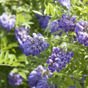 Amethyst Falls American Wisteria
