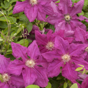 Ernest Markham Clematis - 1 Gallon
