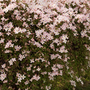 Pink Anemone Clematis - 1 Gallon