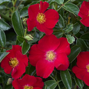 Flower Carpet Red Rose - 2 Gallon