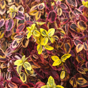 Emerald 'N Gold Wintercreeper - 1 Gallon