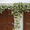 Star Jasmine