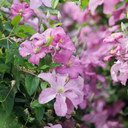 Comtesse de Bouchaud Clematis