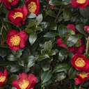 Yuletide Camellia - 2 Gallon