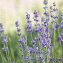 Munstead Lavender - 1 Gallon