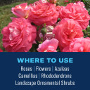 BioAdvanced Shrub Care Protect & Feed, Granules, 4 lb