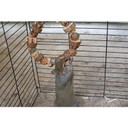 Exotic Nutrition Woodland Hoop - 9" X 1-1/2"