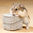 Exotic Nutrition Pumice Chew Block Toy - 1-1/2"