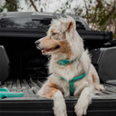 Terrain Dog Reflective Neoprene Lined Dog Collar