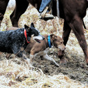 Terrain Dog Reflective Neoprene Lined Dog Collar