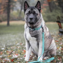 Coastal Pet K9 Explorer Brights Reflective Adjustable Dog Collar