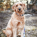 Coastal Pet Inspire Fashion Dog Leash