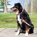 Coastal Pet Inspire Fashion Dog Leash