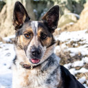 Coastal Pet Circle T Latigo Leather Town Dog Collar - Latigo