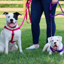 Coastal Pet Single-Ply Dog Leash