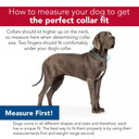 Coastal Pet Circle T Oak Tanned Leather Town Dog Collar - Black