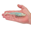 Berkley PowerBait CullShad Bait - 6"