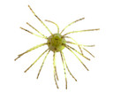 Strike King Tumbleweed Salted Bait