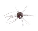 Strike King Tumbleweed Salted Bait
