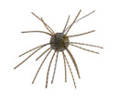 Strike King Tumbleweed Salted Bait