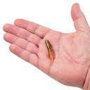 Berkley PowerBait Pre-Rigged Atomic Teaser - 1/16 oz