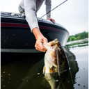 Rapala Soft Plastics CrushCity Pig Stick - 5"