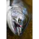 Maxima Ultragreen Fly Fishing Leader Wheels