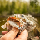 Rapala The Mayor CrushCity Sinking Bait