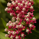 Soulmate Milkweed - 1 Gallon