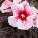 Moonshadow Rosita Hardy Hibiscus - 2 Gallon