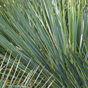 Blue Beaked Yucca - 10 Gallon