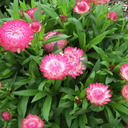 Granvia Pink Strawflower - 1 Gallon