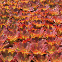 Surreal Sienna Semponium - 1 Gallon