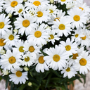 Western Star Leo Shasta Daisy - 1 Gallon