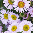 Wayne Roderick Seaside Daisy - 1 Gallon