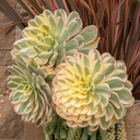 Sunburst Aeonium - 1 Gallon
