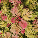 Crimson Feather False Spirea - 2 Gallon