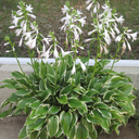 SunHosta Hosta - 1 Gallon