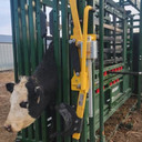 Cattle Head Holder AL-940L