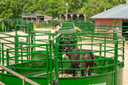 3E BudFlow® Cattle Tub 90-deg, 10ft
