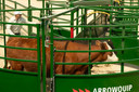 3E BudFlow® Cattle Tub 90-deg, 10ft