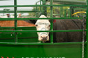 3E BudFlow® Cattle Tub 90-deg, 10ft