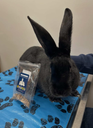 No Furries Delights Binky Chips