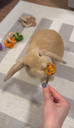 No Furries Delights Forage Pops 5pcs
