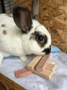 No Furries Delights Tri-Flavored Balsa Blocks 6pcs