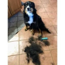 Uproot Cat and Dog Deshedder Brush