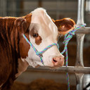 Weaver Leather Poly Cattle Rope Halter - 7'