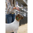 Weaver Leather Russet Brown Brahma Webb Goat & Sheep Halter - Large