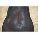 Weaver Leather Livestock Swine Conditioner and Shine - 1 qt