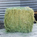 Standlee Premium Orchard Grass Bale - 50 lb (no Wrap)